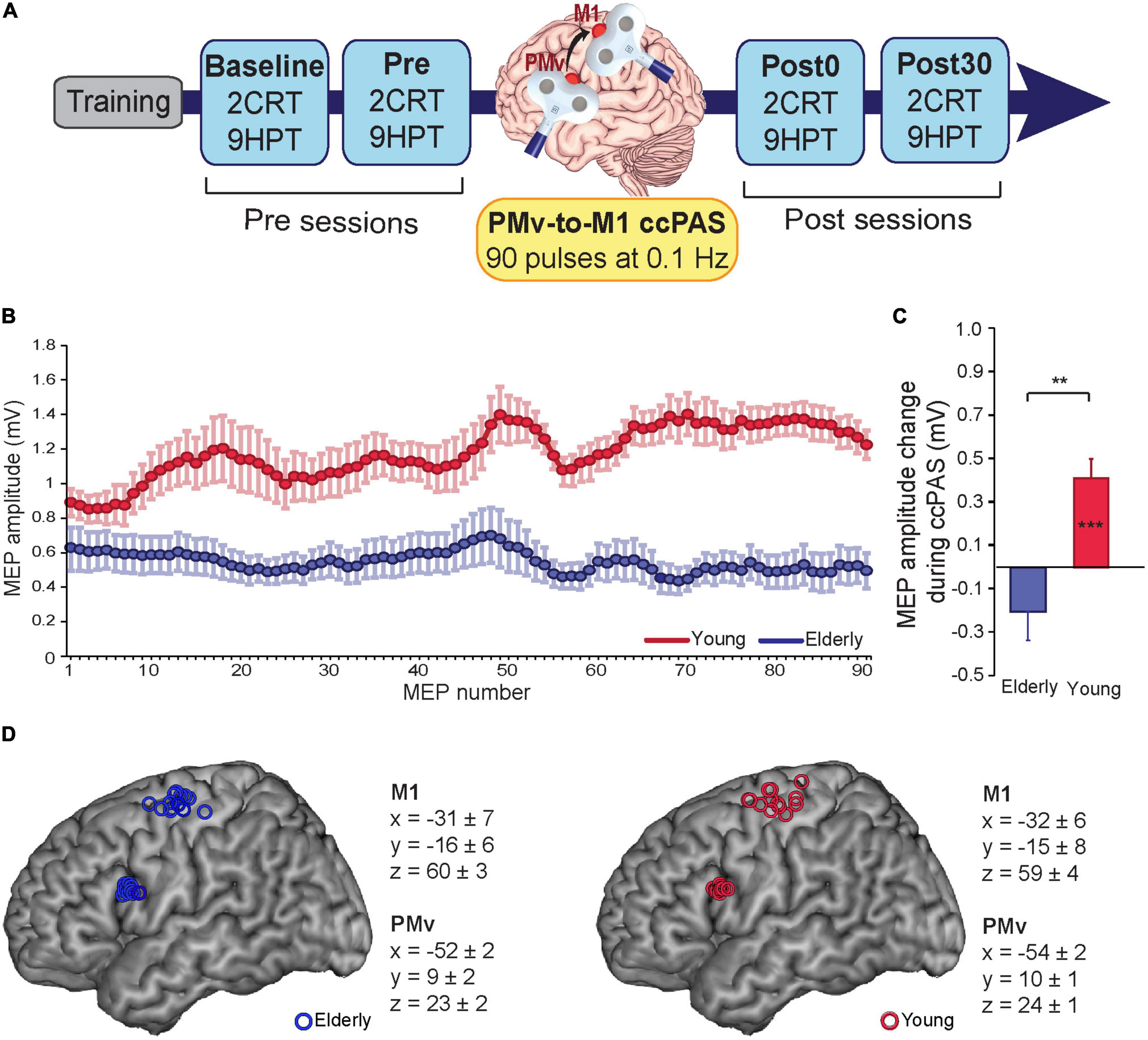 Transcranial cortico-cortical paired associative stimulation (ccPAS) over ventral premotor-motor pathways enhances action performance and corticomotor excitability in young adults more than in elderly adults